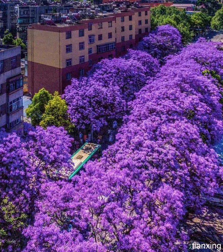 藍花楹