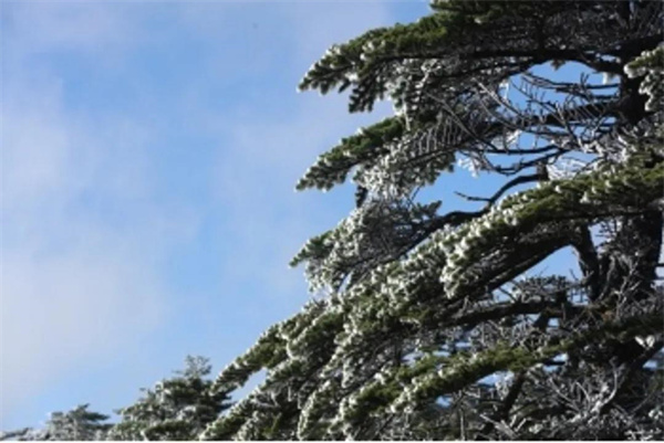 云南轎子雪山現絕美霧凇！